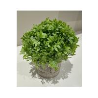 Dekoratif Yapay Bitki Seti - Saksıda Gerçekçi Yeşillik - 17 cm