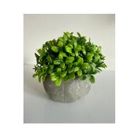 Yapay Şimşir (Boxwood) Çiçeği Premium Antrasit Saksılı Ofis Ev Dekorasyonu ?