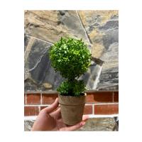 Geometrik Estetik: İkili Küre Formlu Canlı Yeşil Dekoratif Bitki (24 cm x 10 cm)