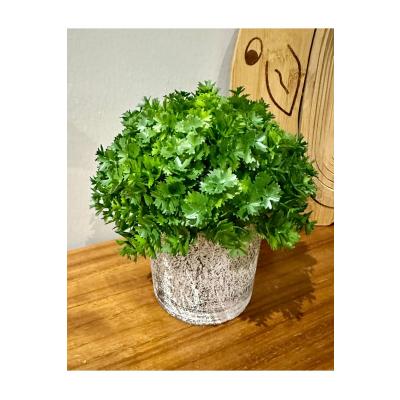 Modern Tasarım: Saksıda Dekoratif Yapay Yeşillik 17 cm