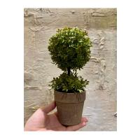 Minimalist Çift Katlı Yeşim Topiary Aranjmanı (24 cm x 10 cm)
