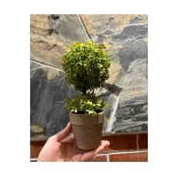 Minimalist Çift Katlı Yeşim Topiary Aranjmanı (24 cm x 10 cm)