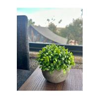 Yapay Şimşir (Boxwood) Çiçeği Premium Antrasit Saksılı Ofis Ev Dekorasyonu ?