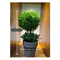 Geometrik Estetik: İkili Küre Formlu Canlı Yeşil Dekoratif Bitki (24 cm x 10 cm)