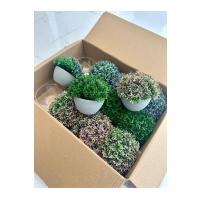 12'li Saksılı Yapay Çiçek Seti - Cafe Restoran ve Ev İçin Renkli Masa Dekoru