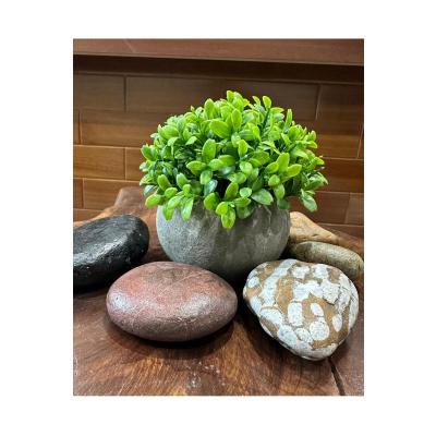 Yapay Şimşir (Boxwood) Çiçeği Premium Antrasit Saksılı Ofis Ev Dekorasyonu ?