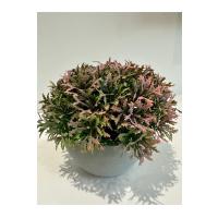 Premium Yapay Grevillea Çiçeği Antrasit Saksılı Premium Ev Ofis Dekorasyonu ?