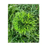 Premium Yapay Çim Topu Gri Saksıda Dekoratif Masa Üstü Çiçeği ?