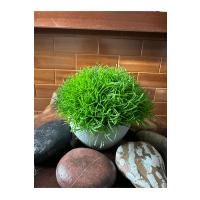 Premium Yapay Scleranthus (Minder Çiçeği) Saksılı Ev Ofis Dekorasyonu ?