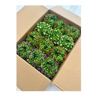 12'li Saksılı Yapay Çiçek ve Bitki Seti - Cafe Restoran Masa Üstü Dekor