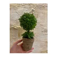 Geometrik Estetik: İkili Küre Formlu Canlı Yeşil Dekoratif Bitki (24 cm x 10 cm)