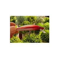 5'li Long Cast Maket Balık Seti - 10cm 29gr - Uzun Mesafe Atış ve Sırtı Yemi