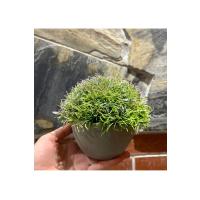 Loft Serisi Dekoratif Gri Saksılı Bodur Çim (13 cm x 17 cm)