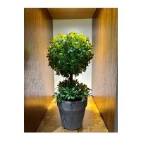 Minimalist Çift Katlı Yeşim Topiary Aranjmanı (24 cm x 10 cm)