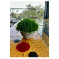 Premium Yapay Scleranthus (Minder Çiçeği) Saksılı Ev Ofis Dekorasyonu ?