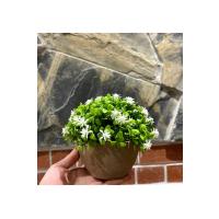 Naturel Görünümlü Saksılı Beyaz Çiçekli Dekoratif Bitki (13x17 cm)