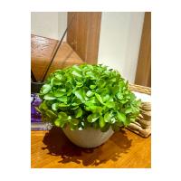 Modern Gri Saksılı Yapay Yeşil Bitki - Yaşam Alanınıza Doğal Dokunuş (13x17 cm)