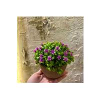 Mekanlara Rafine Bir Dokunuş: Flora Esintili Yapay Çiçek