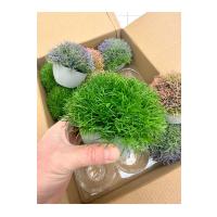 12'li Karışık Renk Yapay Şimşir Top Seti - Cafe, Restoran ve Ev İçin Masa ve Saksılı Yapay Çiçek