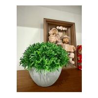 Yapay Scleranthus (Minder Çiçeği) Antrasit Saksılı Premium Dekoratif Bitki ?