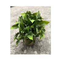 Dekoratif Eskitme Gri Saksıda Gerçekçi Yapay Yeşil Bitki - Modern Masa ve Raf Çiçeği (24x18 cm)