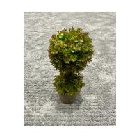 Premium Yapay Sukulent / Canlı Görünümlü Dekoratif Bitki - Gri Saksılı 13x17 cm