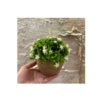 Naturel Görünümlü Saksılı Beyaz Çiçekli Dekoratif Bitki (13x17 cm)