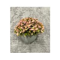 Modern Gri Saksıda Gerçekçi Yapay Dekoratif Bitki – 17 x13 cm – Ev ve Ofis Dekoru