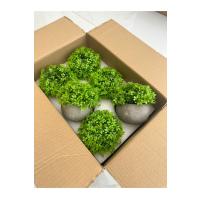 6 Adet Taş Tozu Saksılı Yapay Yeşillik - Minyatür Dekoratif Şimşir Topu Seti