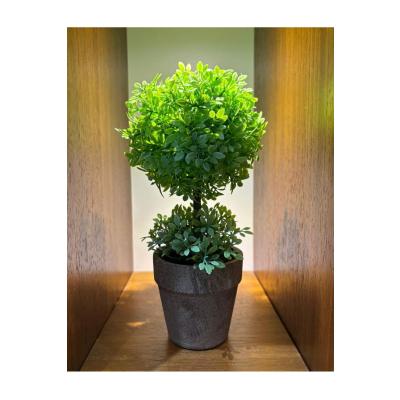 Zümrüt Yeşili İkili Topiary Aranjman (24 cm x 10 cm)