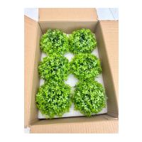 6 Adet Taş Tozu Saksılı Yapay Yeşillik - Minyatür Dekoratif Şimşir Topu Seti