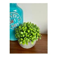 Yapay Şimşir (Boxwood) Çiçeği Premium Antrasit Saksılı Ofis Ev Dekorasyonu ?