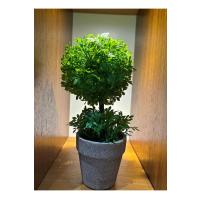 Geometrik Estetik: İkili Küre Formlu Canlı Yeşil Dekoratif Bitki (24 cm x 10 cm)