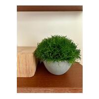 Premium Yapay Scleranthus (Minder Çiçeği) Saksılı Ev Ofis Dekorasyonu ?