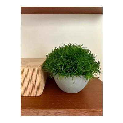 Premium Yapay Scleranthus (Minder Çiçeği) Saksılı Ev Ofis Dekorasyonu ?