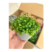 12'li Saksılı Yapay Şimşir Top Seti - Cafe Restoran Masa Üstü Dekor Çiçeği