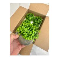 6'lı Gri Taş Görünümlü Polystone Saksılı Yapay Çiçek Seti - Dekoratif Masa Üstü Şimşir Topu