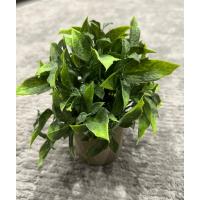 Dekoratif Eskitme Gri Saksıda Gerçekçi Yapay Yeşil Bitki - Modern Masa ve Raf Çiçeği (24x18 cm)