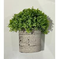 Dekoratif Yapay Bitki Seti - Saksıda Gerçekçi Yeşillik - 17 cm