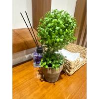 Doğal Görünümlü Dekoratif Eskitme Saksılı Yapay Top Şimşir Ağacı - Masaüstü Ofis ve Ev Dekoru