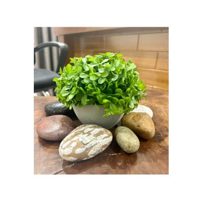 Modern Gri Saksılı Yapay Yeşil Bitki - Yaşam Alanınıza Doğal Dokunuş (13x17 cm)