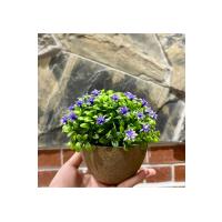 Safir Moru Detaylı Modern Yapay Bitki Tasarımı (13 cm x 17 cm)