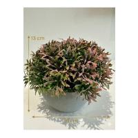 Premium Yapay Grevillea Çiçeği Antrasit Saksılı Premium Ev Ofis Dekorasyonu ?