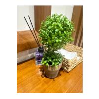 Doğal Görünümlü Dekoratif Eskitme Saksılı Yapay Top Şimşir Ağacı - Masaüstü Ofis ve Ev Dekoru