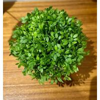 Masanızın Yeni Favorisi: Dekoratif Minimalist Yeşil - Gerçekçi Yeşil Yapay Çiçek