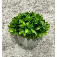 Modern Gri Saksılı Yapay Yeşil Bitki - Yaşam Alanınıza Doğal Dokunuş (13x17 cm)