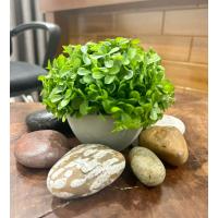 Modern Gri Saksılı Yapay Yeşil Bitki - Yaşam Alanınıza Doğal Dokunuş (13x17 cm)