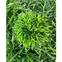 Premium Yapay Çim Topu Gri Saksıda Dekoratif Masa Üstü Çiçeği ?