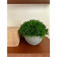 Premium Yapay Scleranthus (Minder Çiçeği) Saksılı Ev Ofis Dekorasyonu ?