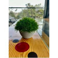 Premium Yapay Scleranthus (Minder Çiçeği) Saksılı Ev Ofis Dekorasyonu ?